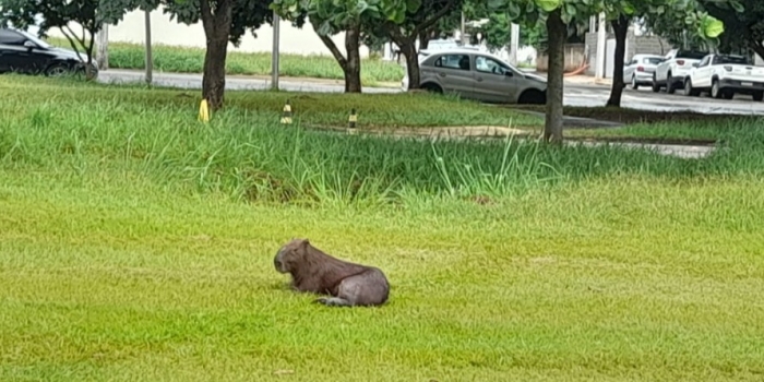 Foto de capa da notícia