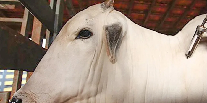 Foto de capa da notícia