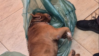 Imagem de capa da notícia