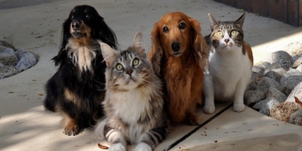 Imagem de capa da notícia