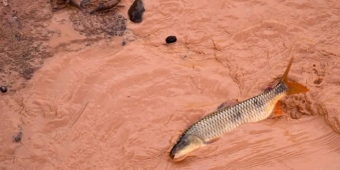 Imagem de capa da notícia