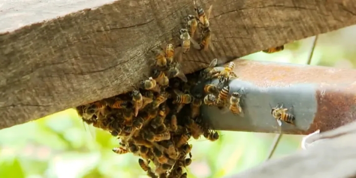 Foto de capa da notícia
