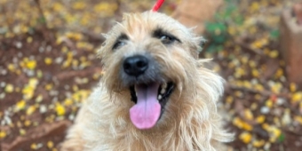 Imagem de capa da notícia