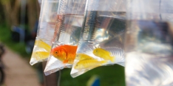 Imagem de capa da notícia