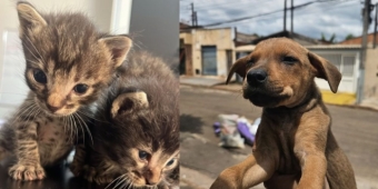 Imagem de capa da notícia