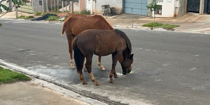 Foto de capa da notícia