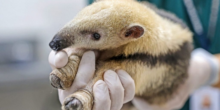 Foto de capa da notícia