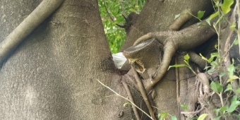 Imagem de capa da notícia