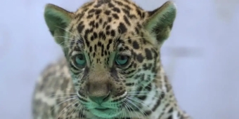 Imagem de capa da notícia