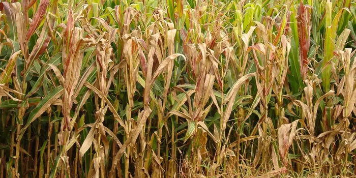 Foto de capa da notícia