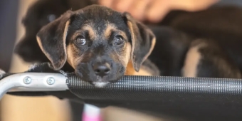 Imagem de capa da notícia