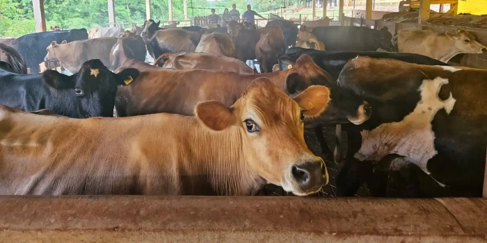 Foto de capa da notícia