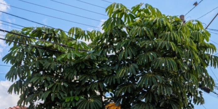 Foto de capa da notícia